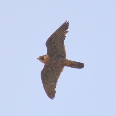 Peragrine Falcon (3)